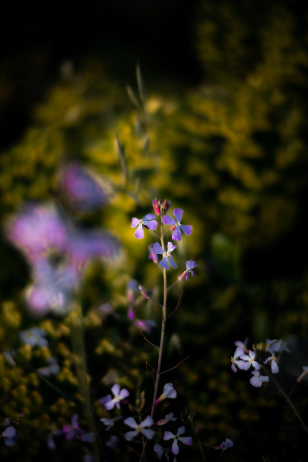 Floral, natural, and textural photography from Mt Hood, Mirror Lake, Lost Lake, Smith Rock State Park, Painted Hills, Blue Pool, Cannon Beach, California.